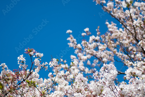 青空に舞う桜