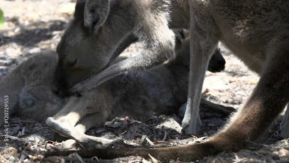 Mother Kangaroo cleaning the fur of her baby in Cape Le Grand National Park Mother Kangaroo cleaning the fur of her baby in Cape Le Grand National Park
