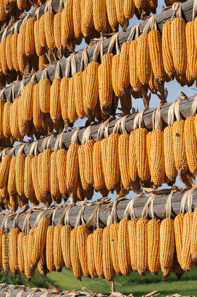 Corn cobs drying on fresh air.