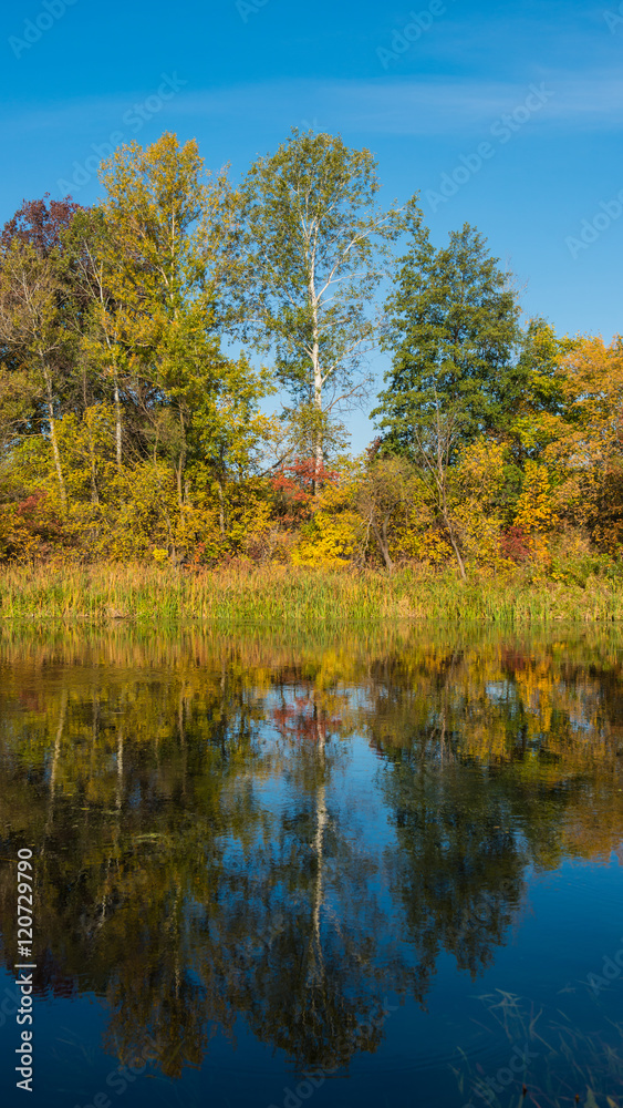 autumn trees in the river