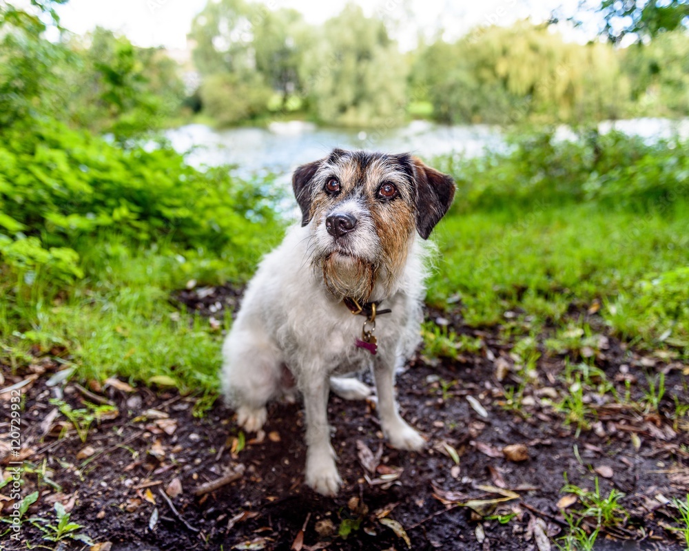 Adorable jack russell terrier posing for the camera