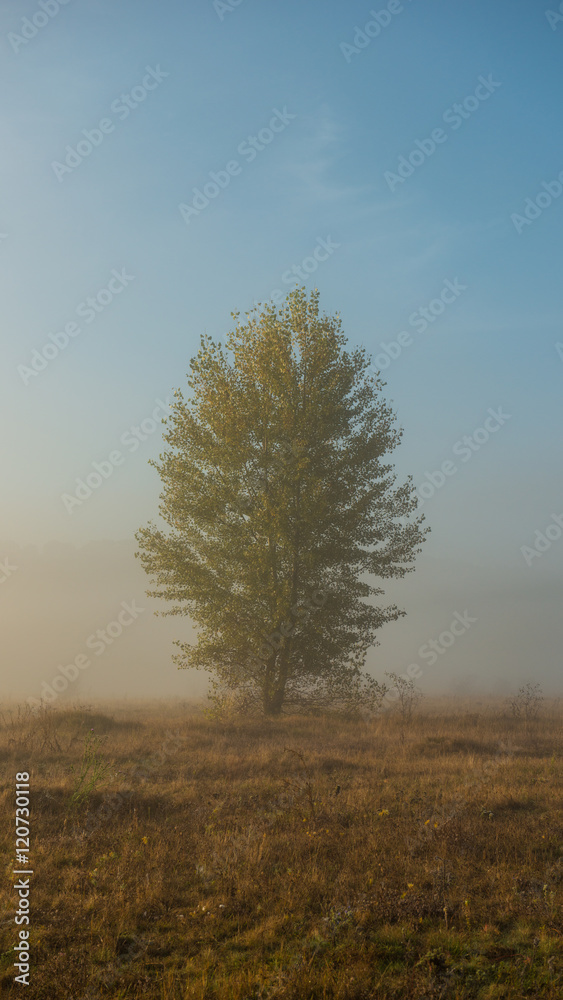autumn tree on the meadow in a fog sunny day autumn tree on the meadow in a fog sunny day