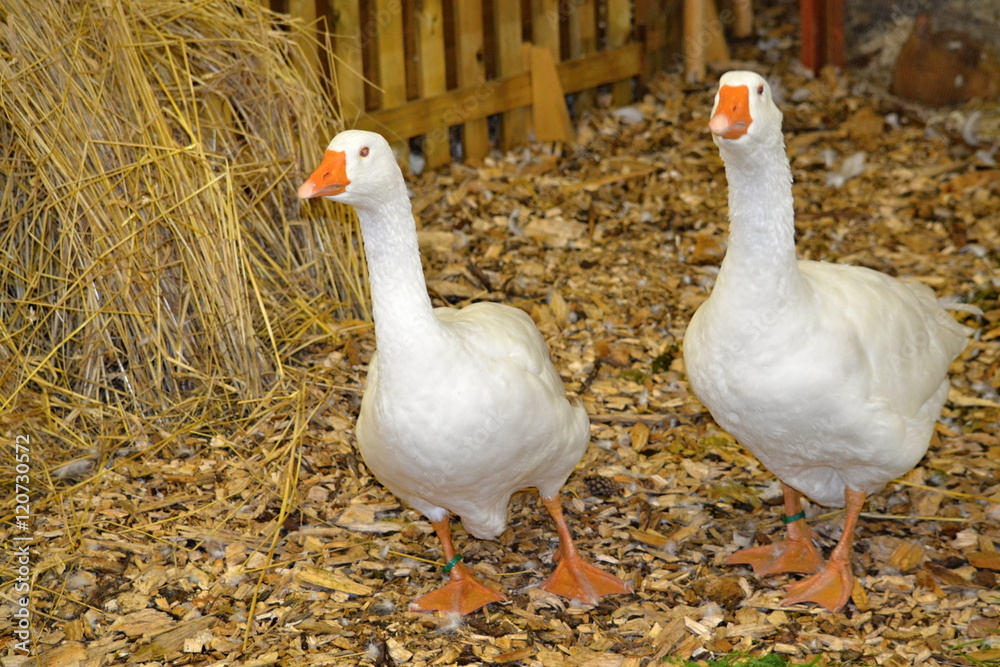 Obraz premium white geese