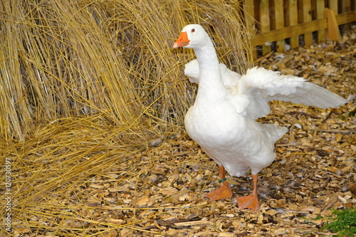 white geese home,Slovakia, Nitra ,2016 . august .22 Agricultural exhibition animal white geese home photo