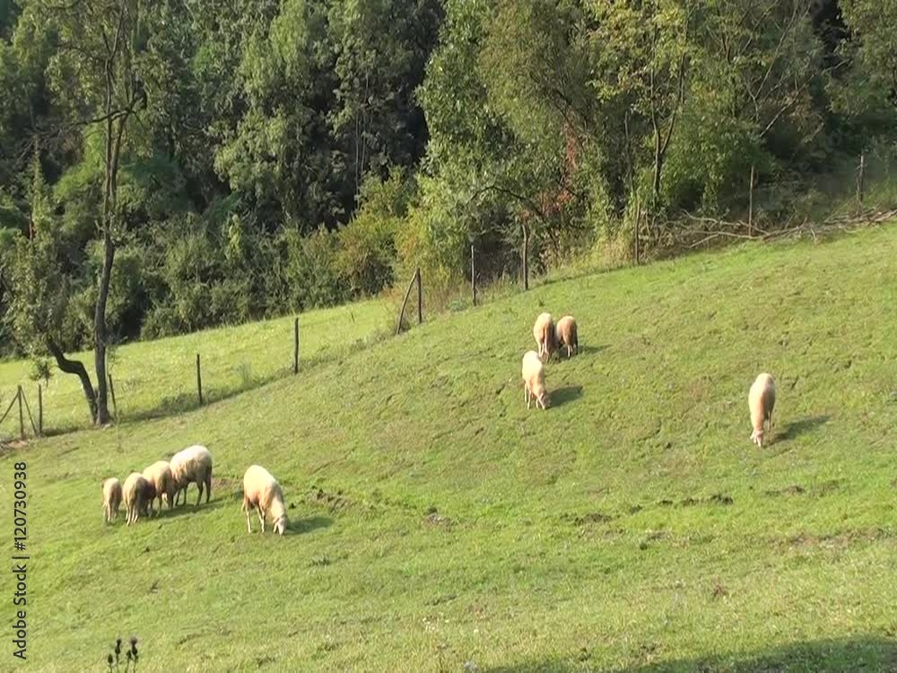 A group of sheep gazing, walking and resting on a green pasture. Idyllic picture of sheep which graze on green meadow. Serbia organic farm A group of sheep gazing, walking and resting on a green pasture. Idyllic picture of sheep which graze on green meadow. Serbia organic farm