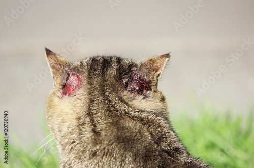 hardened homeless cat reed color with injuries to the ear and scabies otoacariasis typical scratching behind the ears. photo