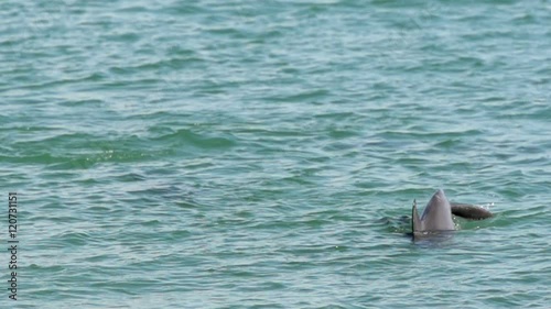 Slow motion dolphins tale going under water in Monkey Mia SharkBay National Park photo