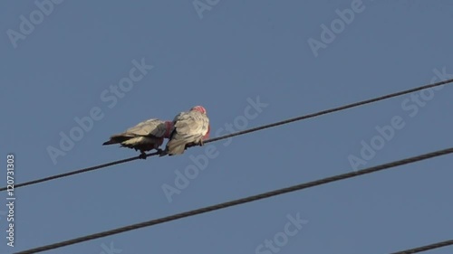 Gang-gang Cockatoo flying away from street cables in slow motion in Kalbarri, Western Australia photo