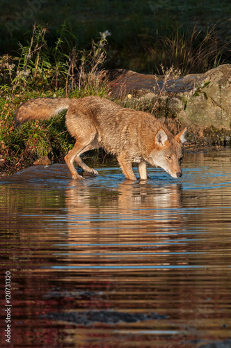Coyote (Canis latrans) Dips Into Water © hkuchera