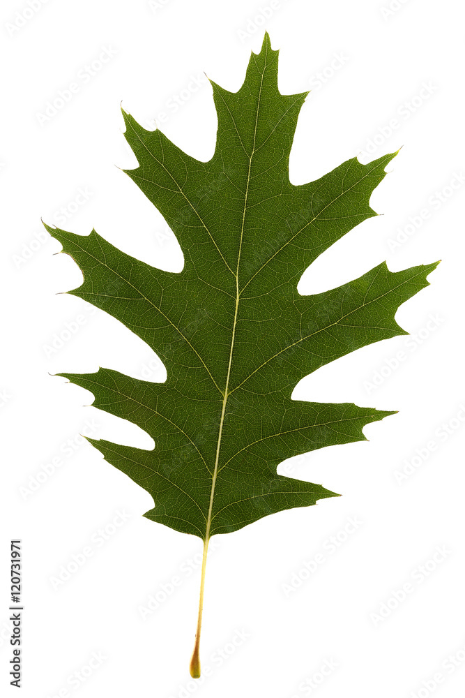 Fototapeta premium Green oak leaf with bright veins