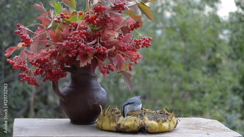 Birds pecking sunflower seeds on a wooden table in the garden, nuthatches and Great Tits