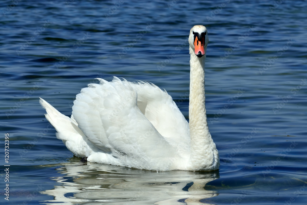 Naklejka premium White mute Swan, lat. Cygnus olor, closeup