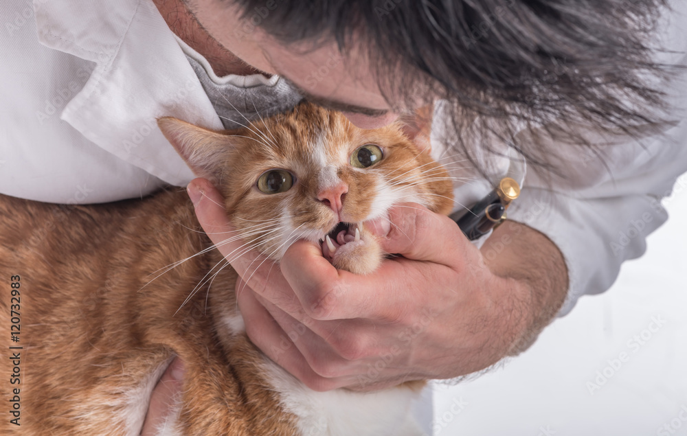 Veterinarian examining a cat Veterinarian examining a cat