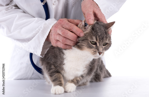 Veterinarian examining a cat © thodonal