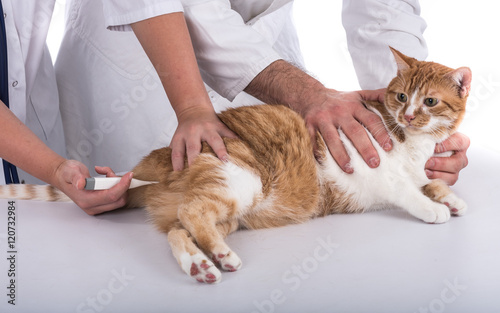 Fototapeta Naklejka Na Ścianę i Meble -  Veterinarian examining a cat