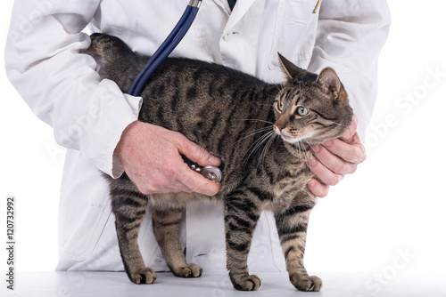 Fototapeta Naklejka Na Ścianę i Meble -  Veterinarian examining a cat