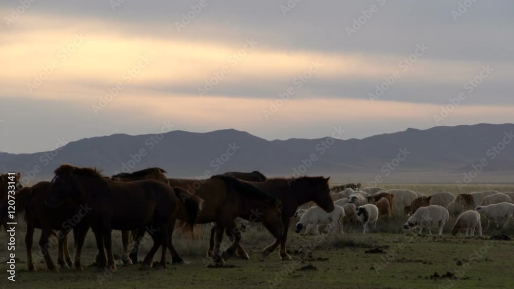Mongolia_49 Mongolia_49