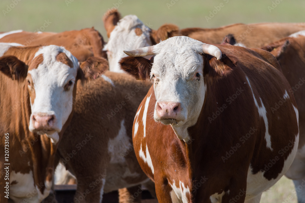Die Rinder eines Bio-Bauern auf der Weide mit viel Auslauf