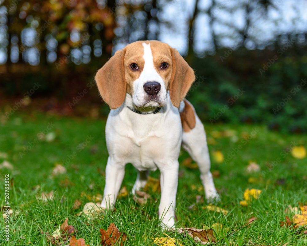 Beautiful, Brown And White Beagle Dog Puppy