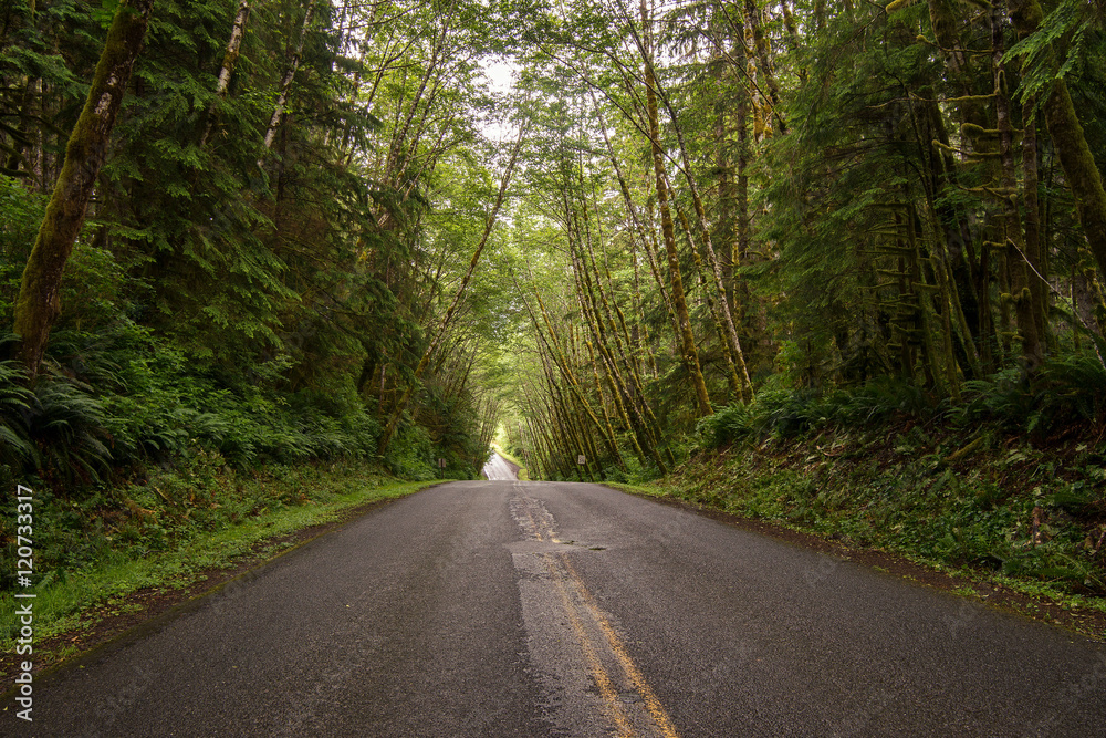 Hoh Rain forest Catedral