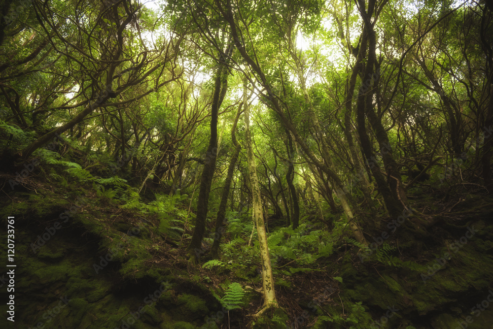 Bosque tropical en las Islas Canarias Bosque tropical en las Islas Canarias