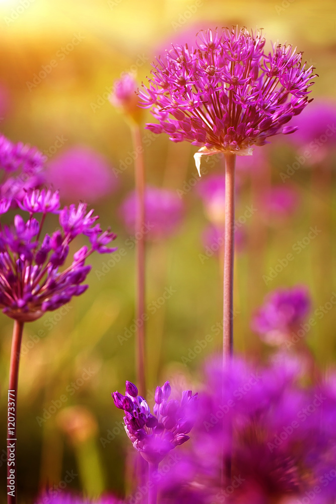Fototapeta premium spring purple alllium flowers, natural abstract soft floral background