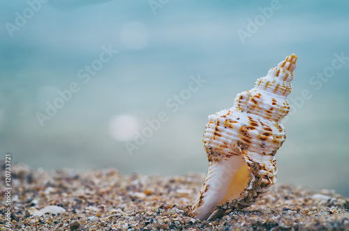 closeup sea shell