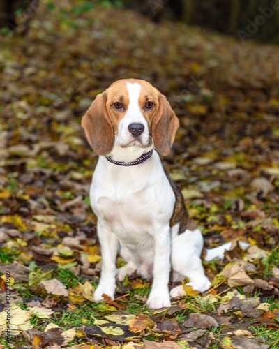 Beautiful, Brown And White Beagle Dog Puppy © mgstock