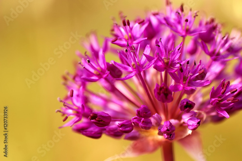 Fototapeta Naklejka Na Ścianę i Meble -  closeup purple allium flower, natural abstract  soft floral background