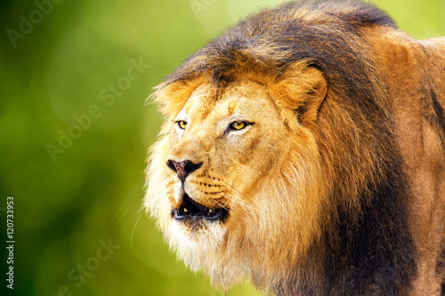 Lion With Green Bokeh Background