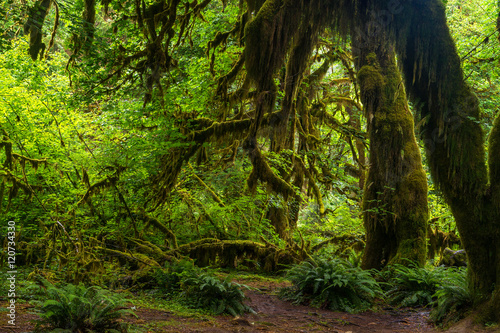 Hoh Rain Forest