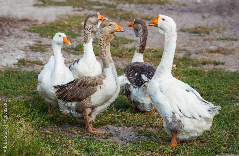 Flock of domestic geese walks and grazes in the corral for the animals and birds Farm. aviculture. Breeding animals at home. Flock of domestic geese walks and grazes in the corral for the animals and birds Farm. aviculture. Breeding animals at home.