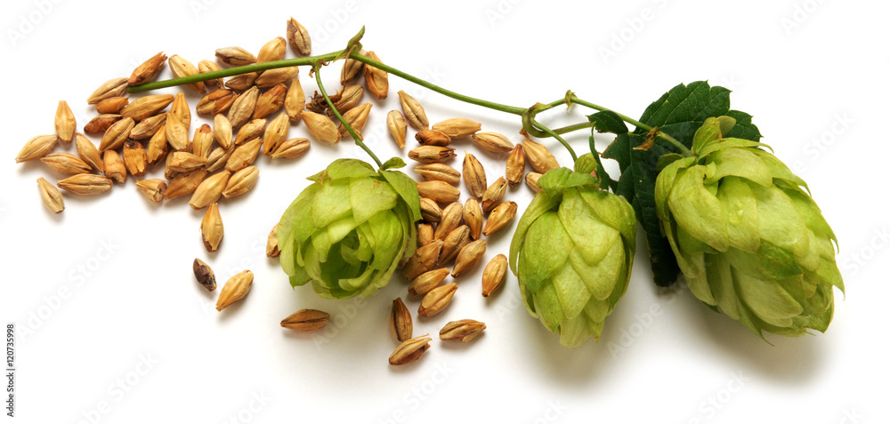 Echte Hopfen hops Humulus lupulus seeds beer seeds FREE SHIPPING common hop 