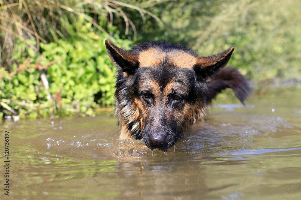 Dog german shepherd catches fish in water Dog german shepherd catches fish in water