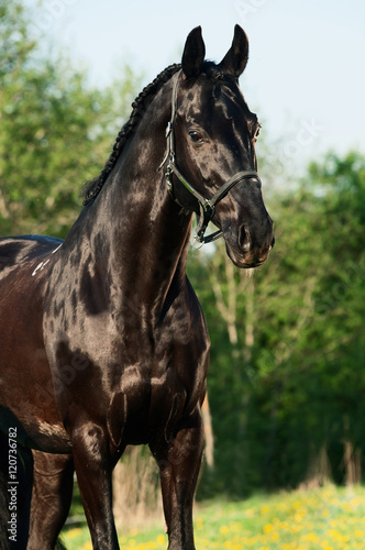 portrait of beautiful black breed stallion in spring field