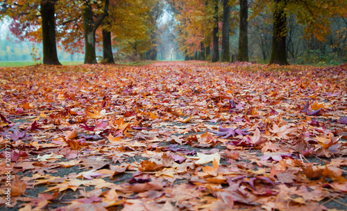 Autumn Park path covered in fallen coloured leaves
