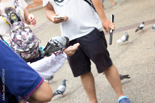 close up.Woman feeding for pigeon.selective focus