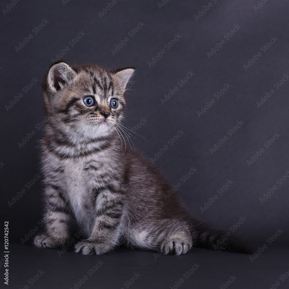 tabby kitten sitting on black background