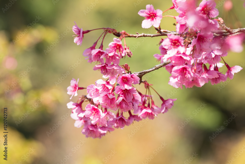 Obraz premium Sakura, Cherry blossom on blurred green background, Pink flowers on blurred green background , Selective focus