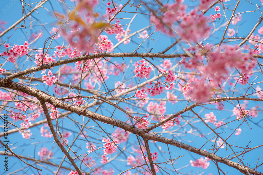 Sakura, Cherry blossoms on blue sky background, Pink flowers on blue sky background, Selective focus Sakura, Cherry blossoms on blue sky background, Pink flowers on blue sky background, Selective focus