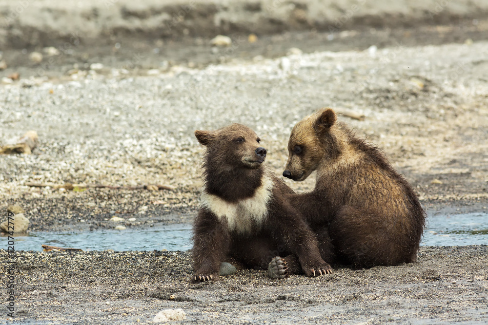 Obraz premium Funny brown bear cubs on the shore of Kurile Lake.