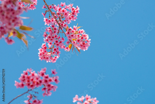 Sakura  Cherry blossoms on blue sky background  Pink flowers on blue sky background  Selective focus
