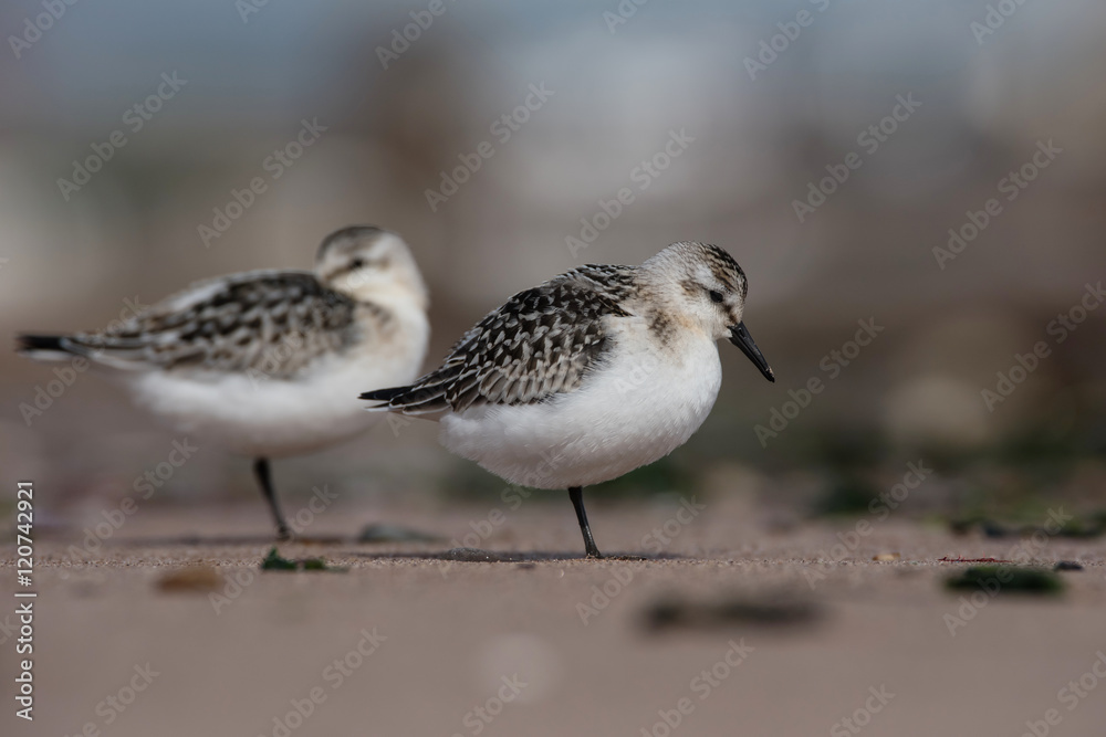 Sanderling, Calidris alba Sanderling, Calidris alba