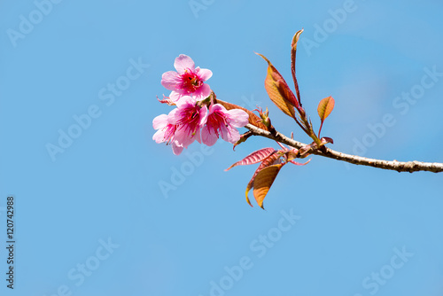 Sakura, Cherry blossoms on blue sky background, Pink flowers on blue sky background, Selective focus