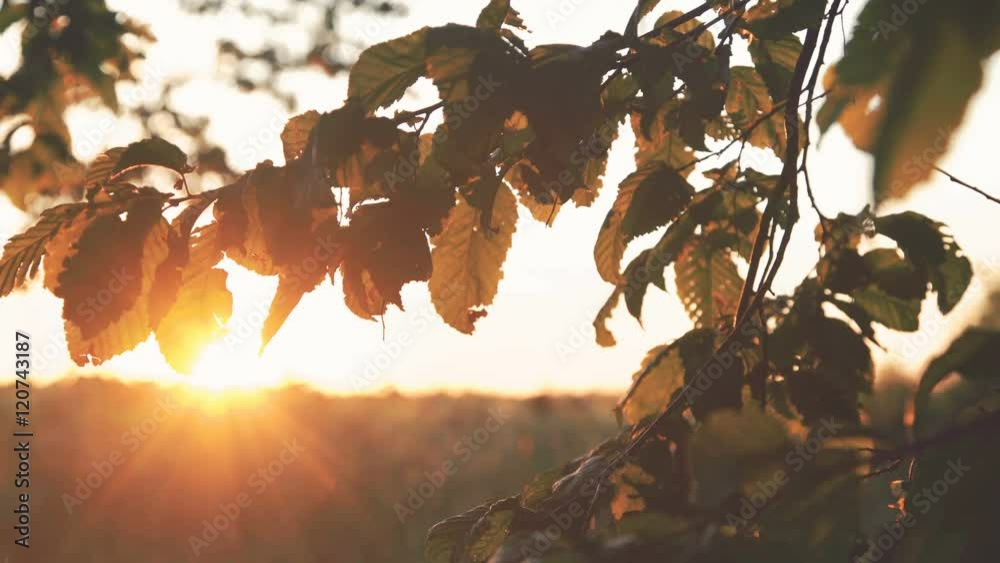 Autumn leaves of hornbeam moving on sun rays background. 4K