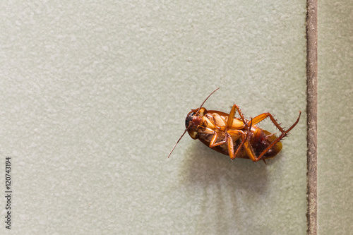 Dead cockroaches on floor.