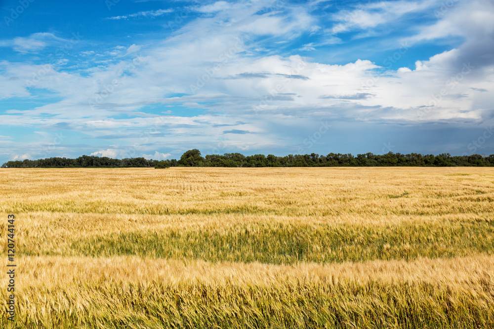 Wheat field in North Dakota on a summer day. 