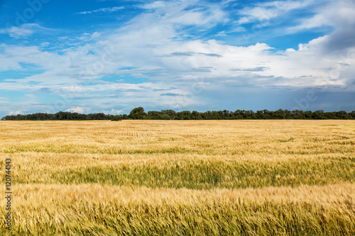 Wheat field in North Dakota on a summer day. 