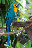 Colorful beautiful macaw sitting on log.