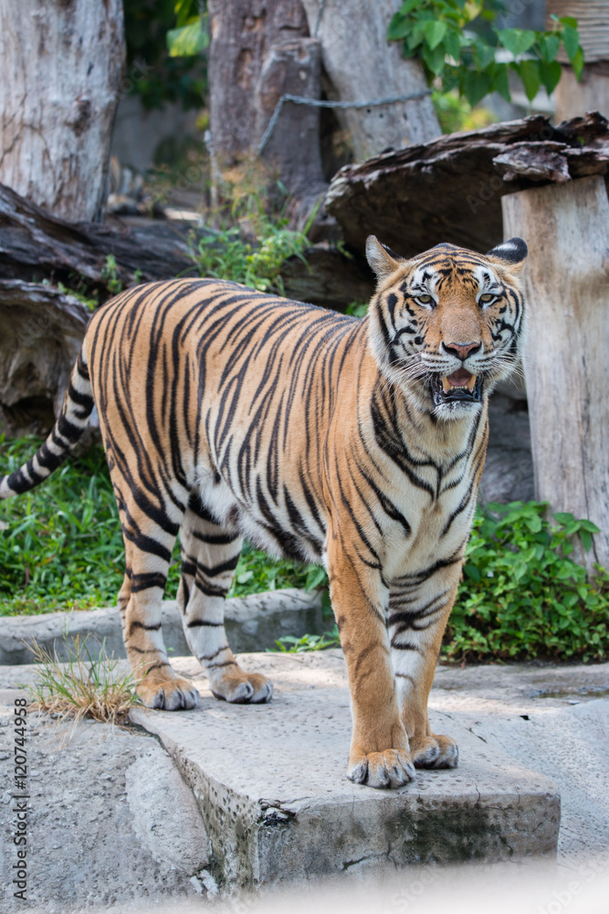 Bengal Tiger or Asian tiger in the zoo, Selective focus Bengal Tiger or Asian tiger in the zoo, Selective focus